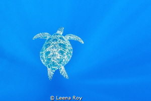 Turtle in the blue by Leena Roy 